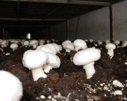 Tavuk & Mantar Çiftlikleri Köpük Yalıtımı Tavuk & Mantar Çiftlikleri Köpük Yalıtımı