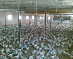 Tavuk & Mantar Çiftlikleri Köpük Yalıtımı Tavuk & Mantar Çiftlikleri Köpük Yalıtımı